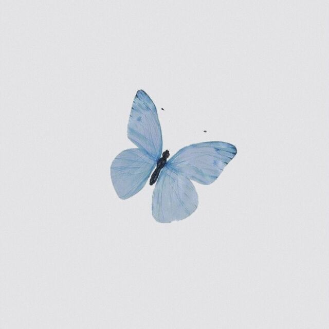 butterfly_1